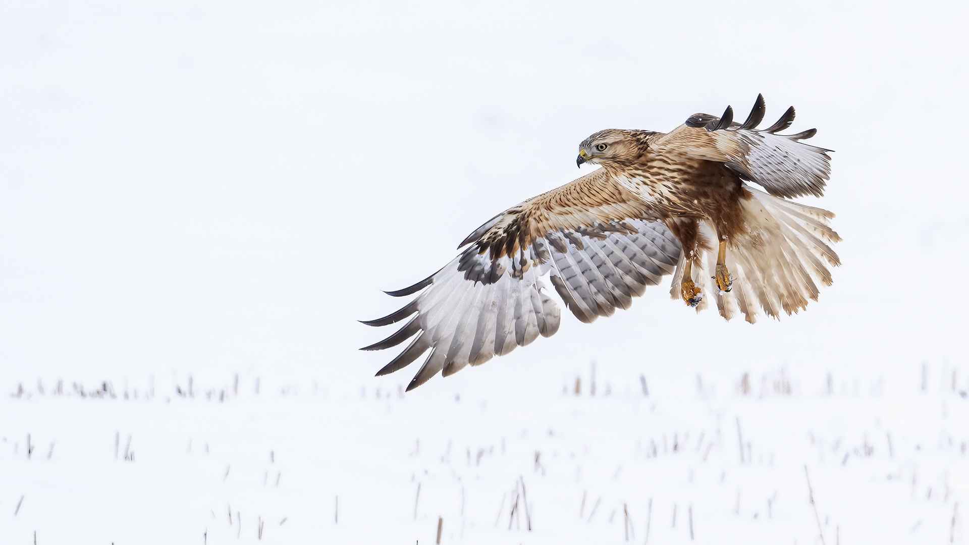 Long-legged Buzzard